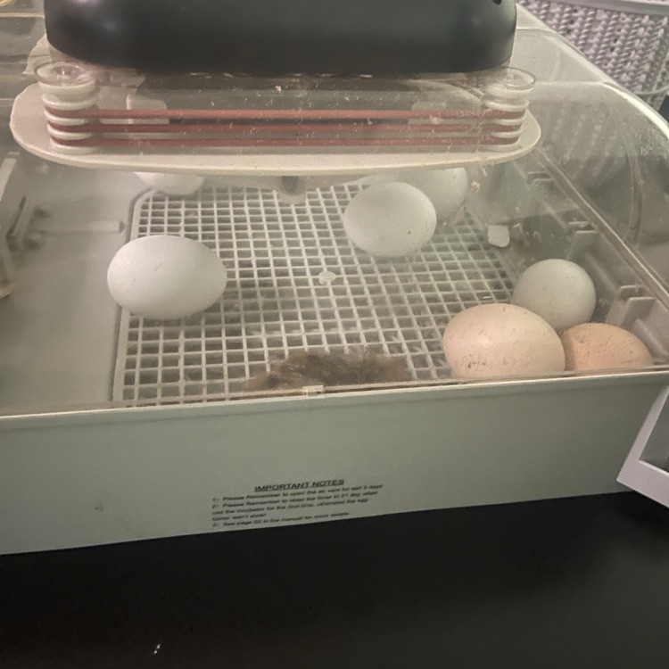 7th grade science baby chickens