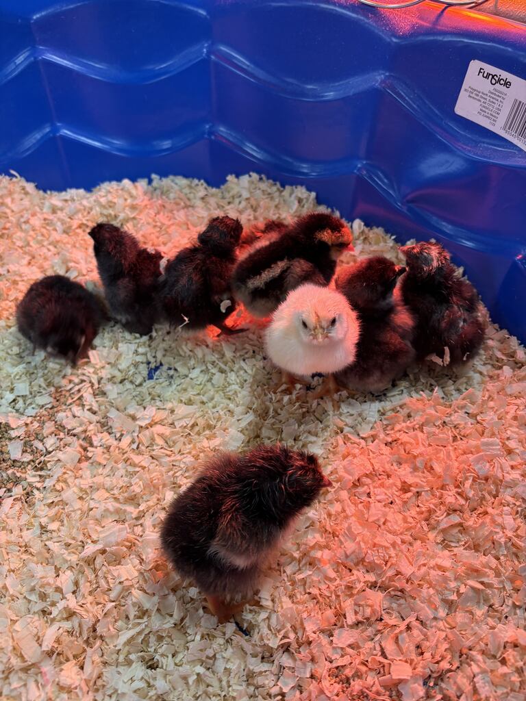 All the baby chicks