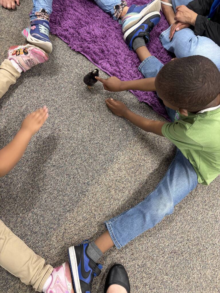Student petting chick