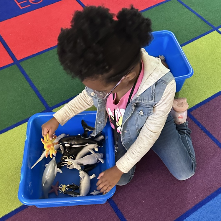 Student playing with ocean creature toys!