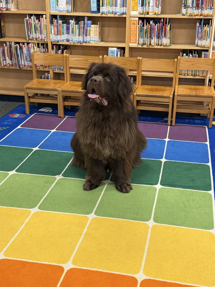 Newfoundland dog at Reading Mill party