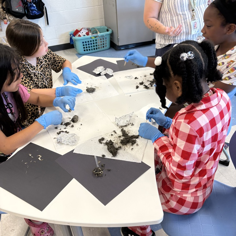 3rd graders dissecting owl pellets!