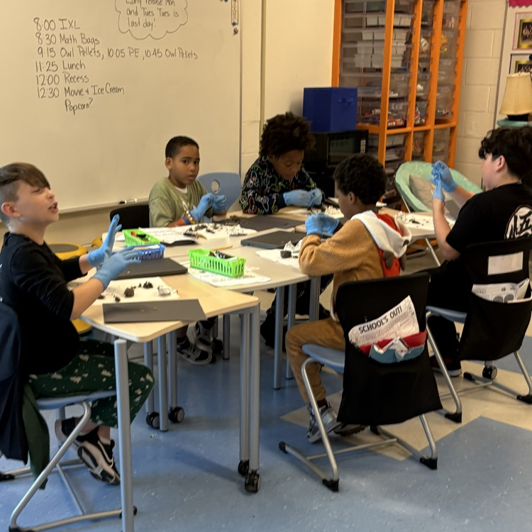 3rd graders dissecting owl pellets!