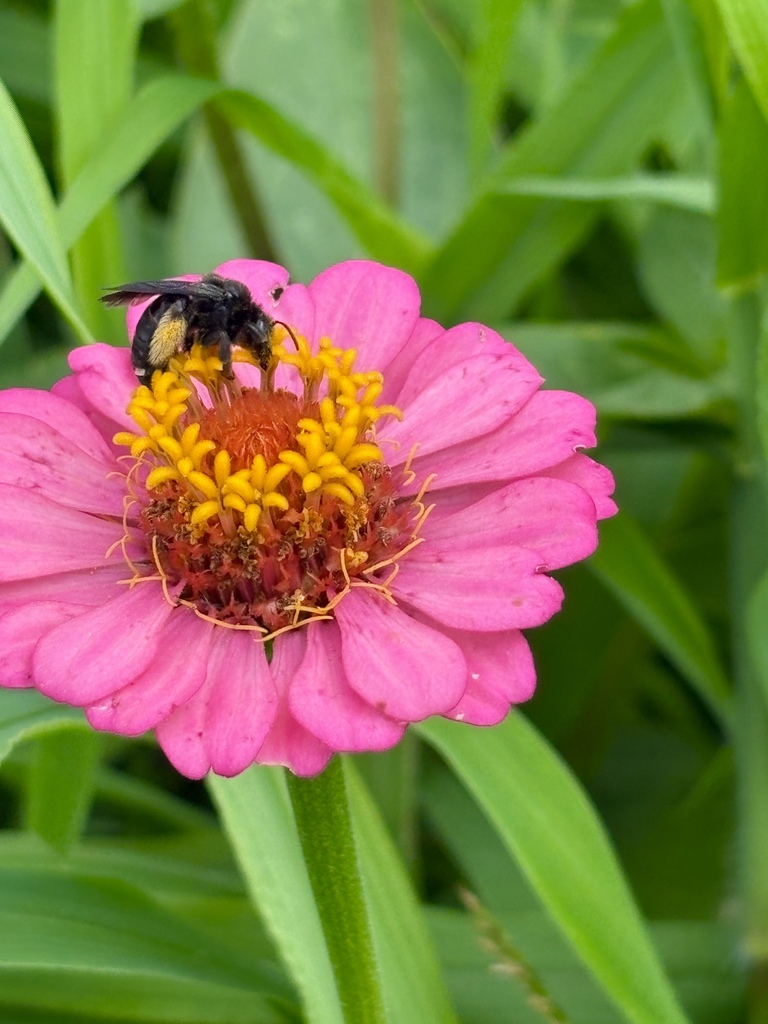 A close-up of a bee pollinating a bright pink flower in a garden.