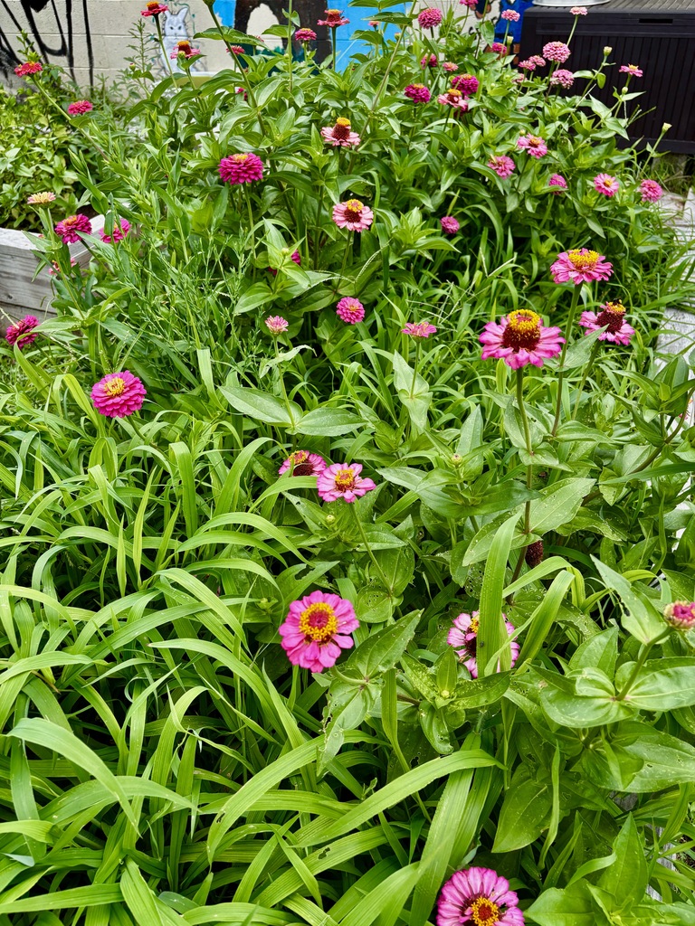 A vibrant raised garden bed filled with lush green foliage and numerous bright pink zinnia flowers in full bloom.