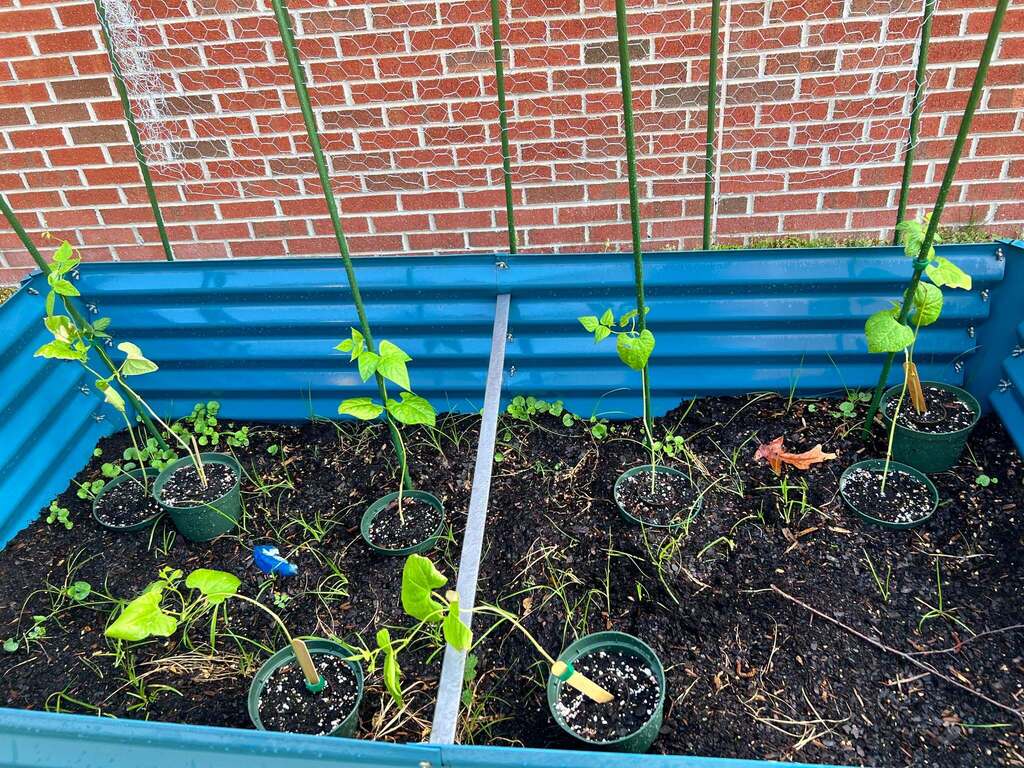 crops are growing from seeds