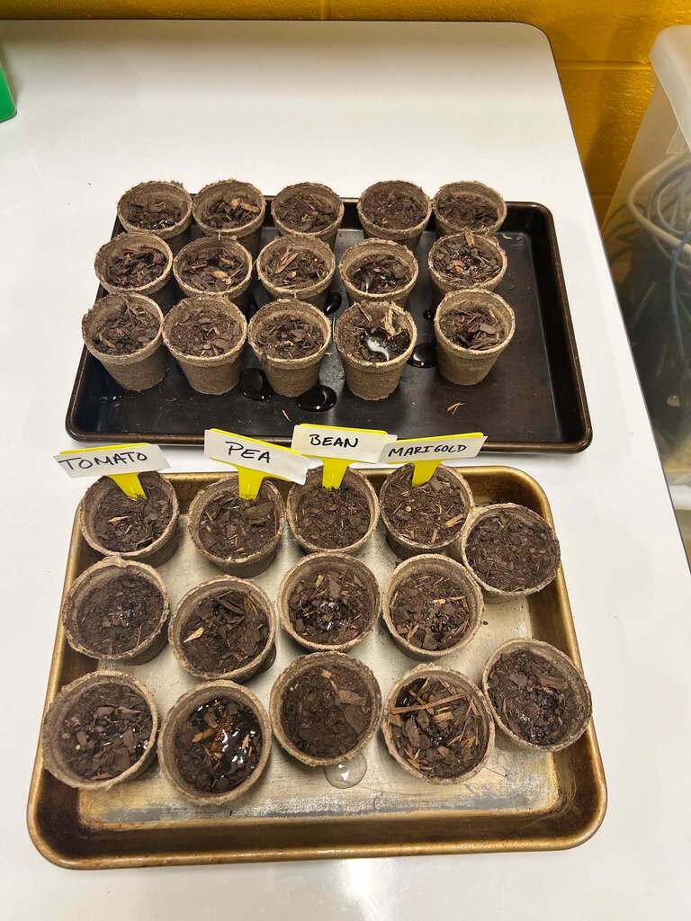 seeds in cups planted by students