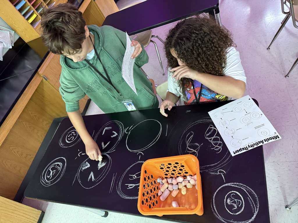 students drawing on table to demonstrate cell phases