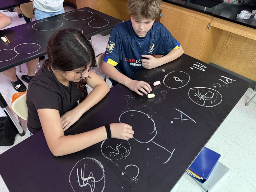 students drawing on table to demonstrate cell phases