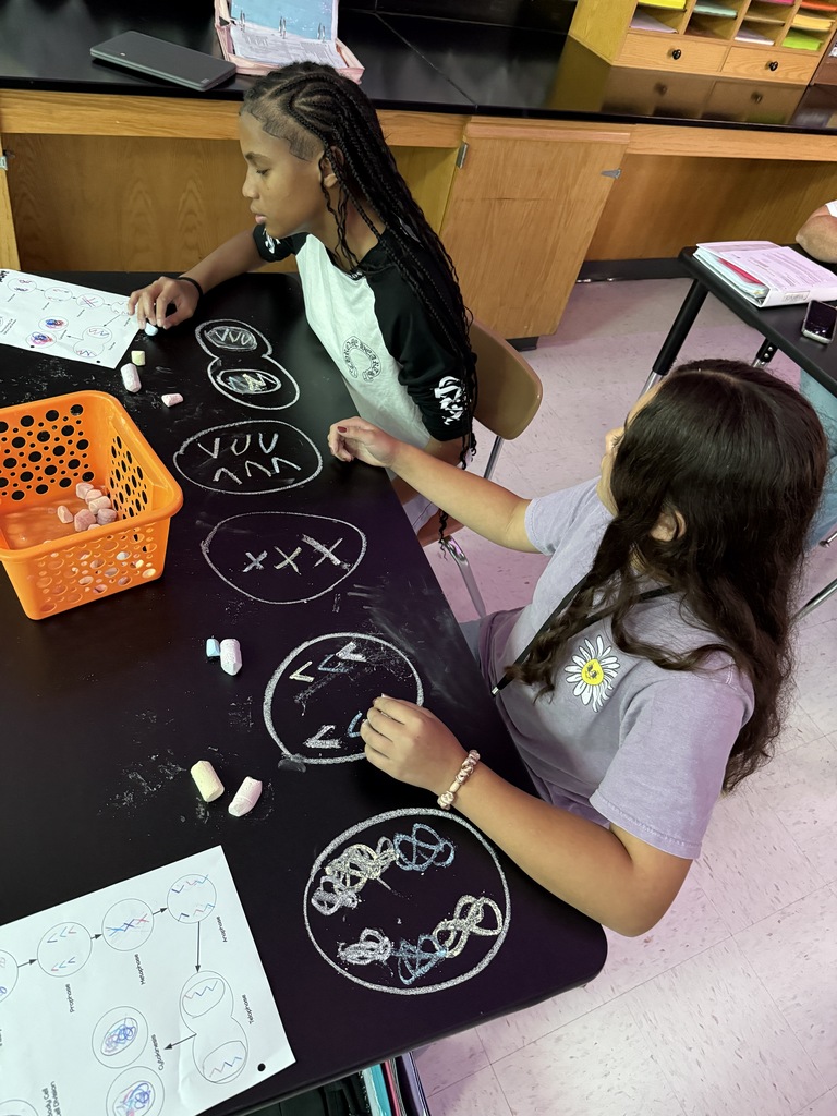 students drawing on table to demonstrate cell phases