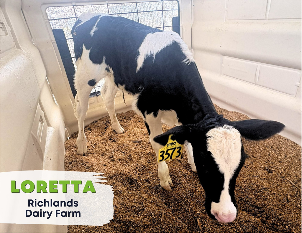 Loretta from Richlands Dairy Farm