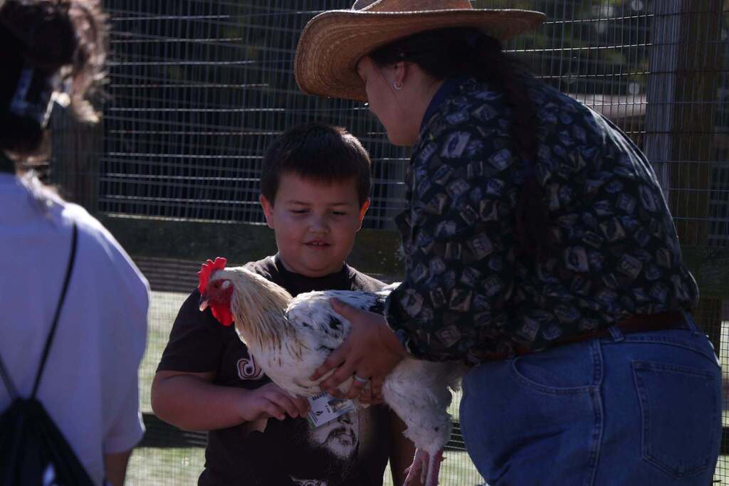 student meets and pets a rooster