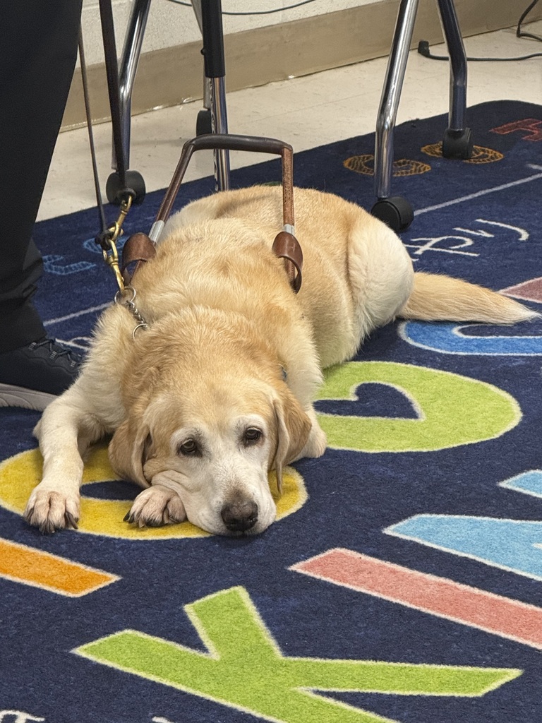 A close-up view of a yellow Labrador retriever guide dog wearing a leather harness and leash, lying comfortably on a colorful alphabet rug. The dog rests its head gently on its paws while looking toward the camera.