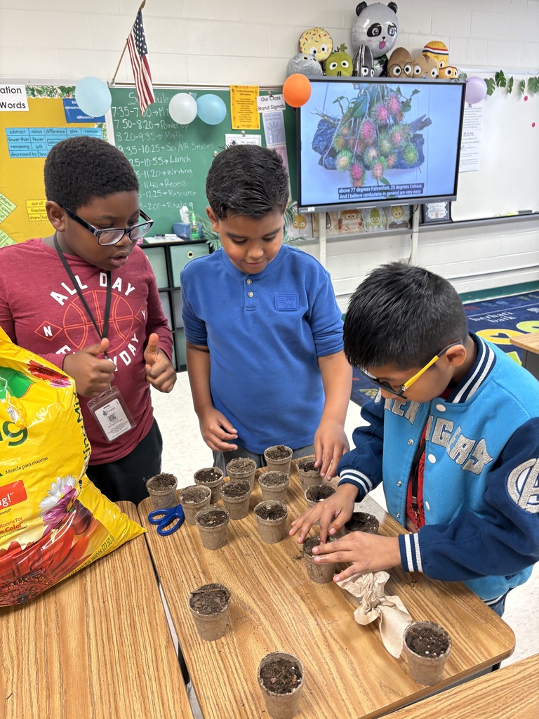 Students planting rambutan seeds.