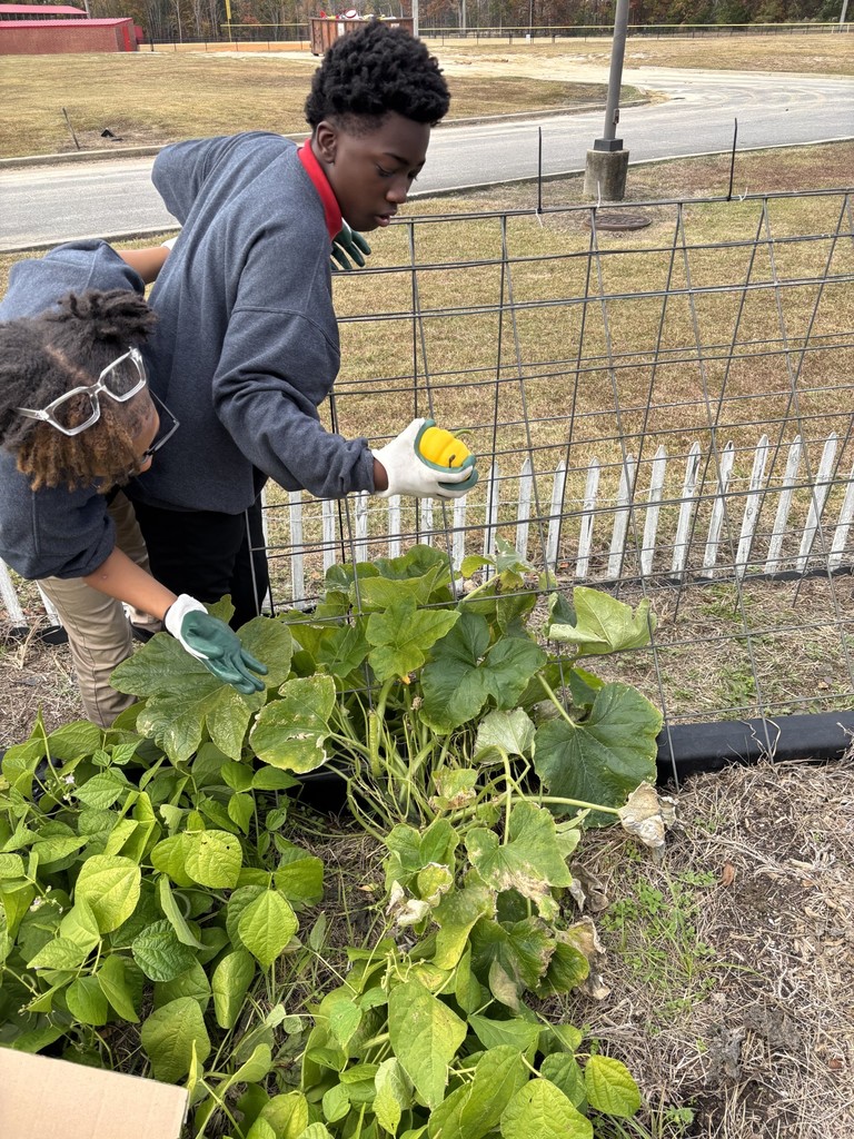 Students picking pumpkins
