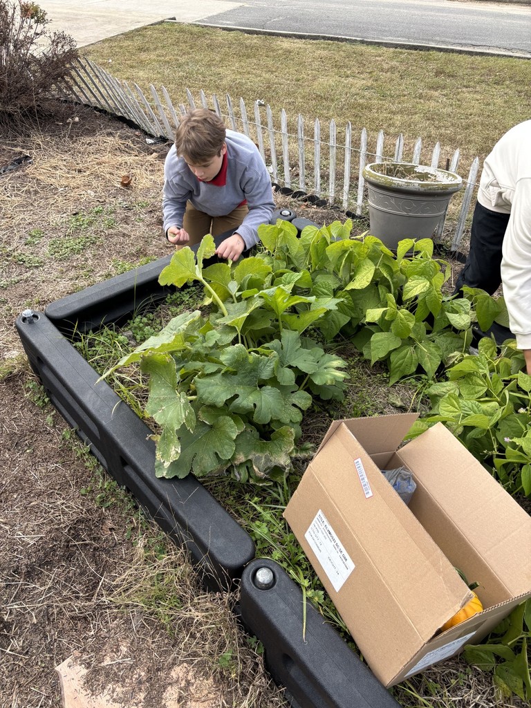 Student picking green beans