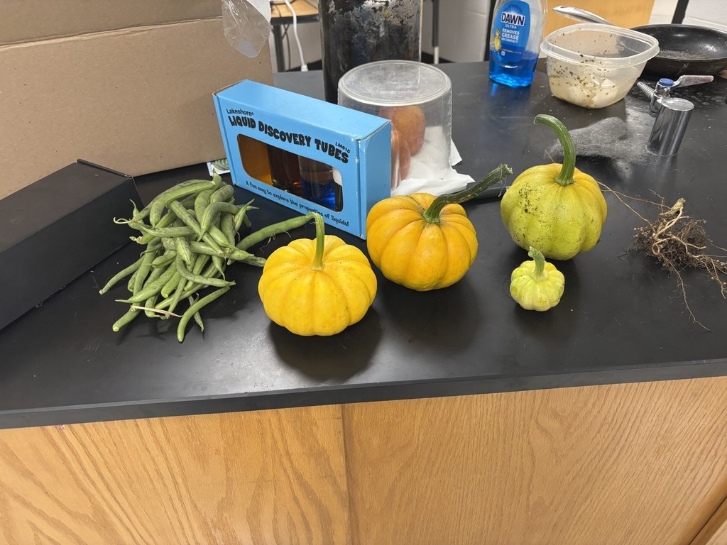 Pumpkins and green beans from the garden. 