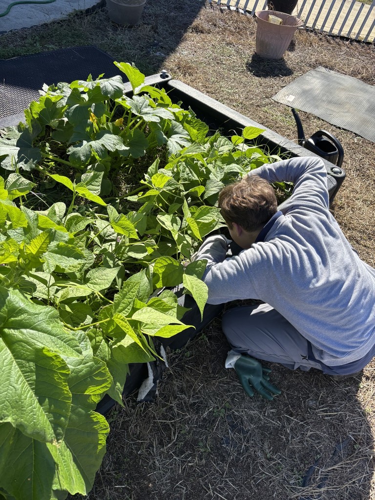 Student picking green beans