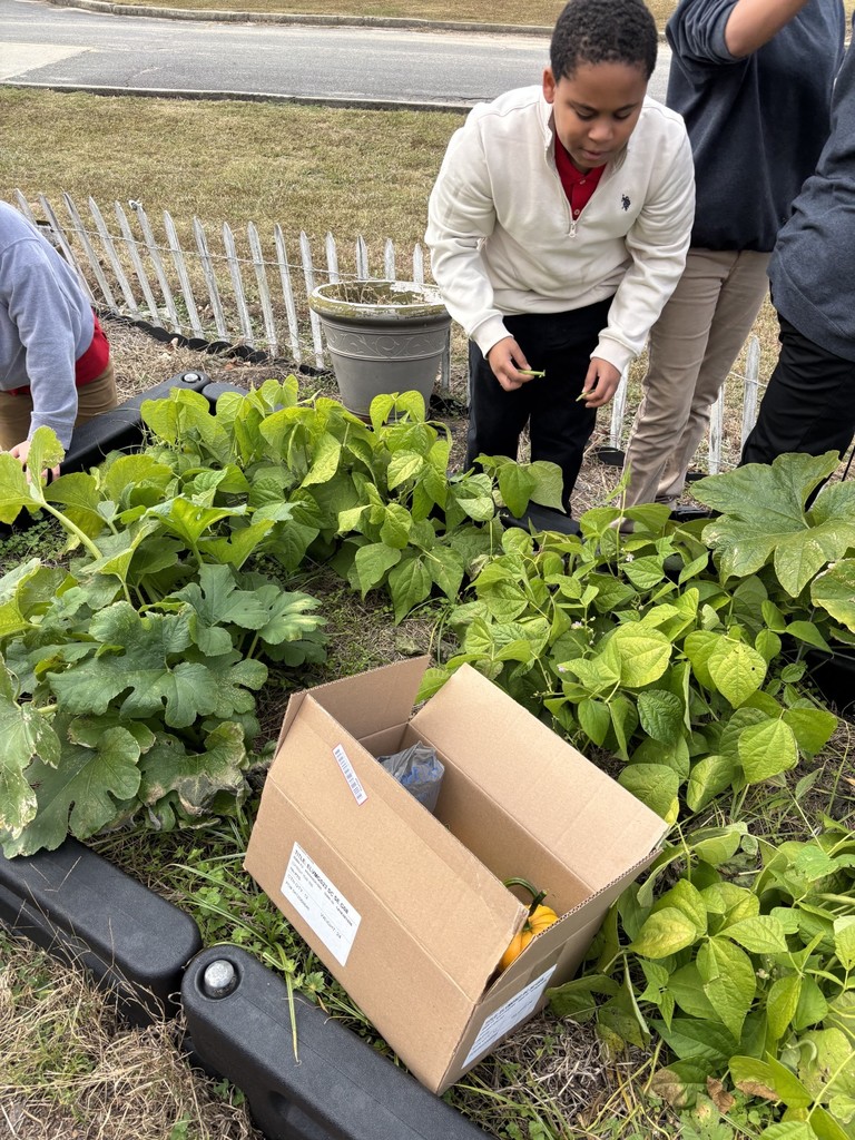 Student picking green beans