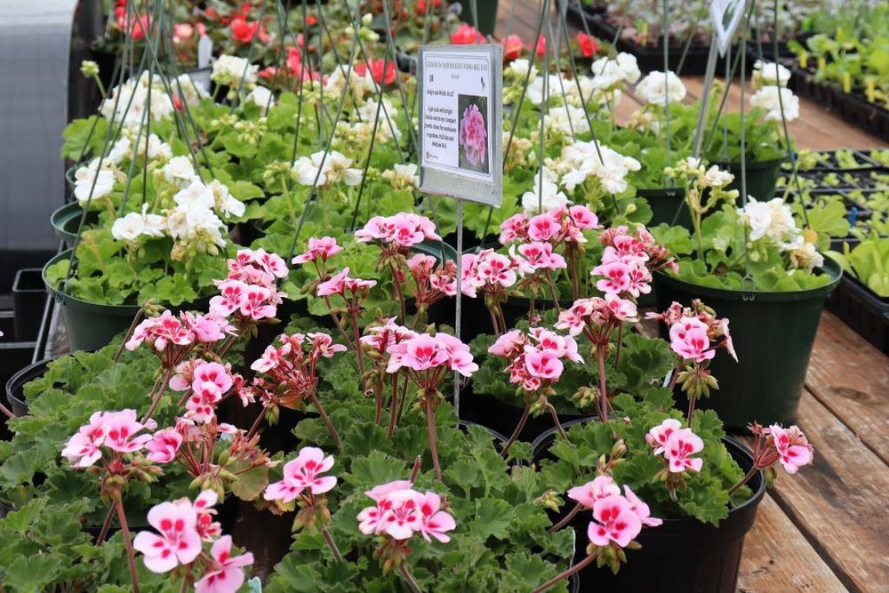 Colorful flowers