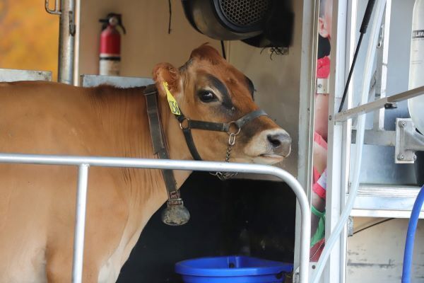 Brown jersey cow