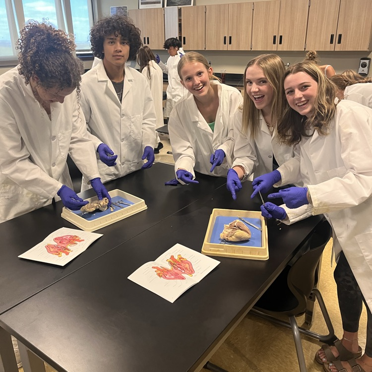 sheep heart dissection