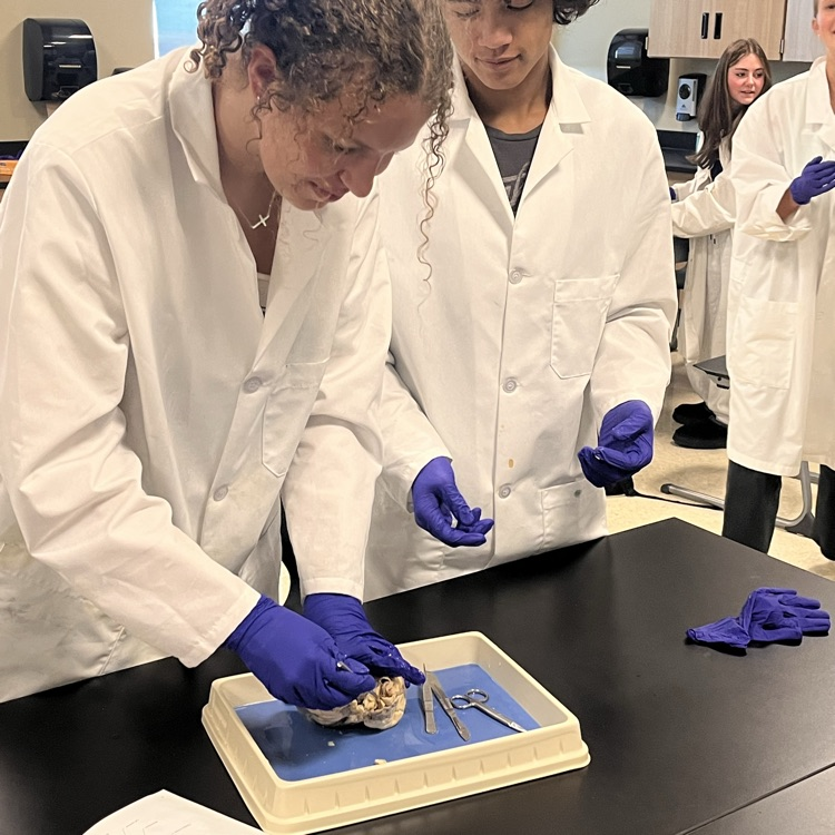 sheep heart dissection 