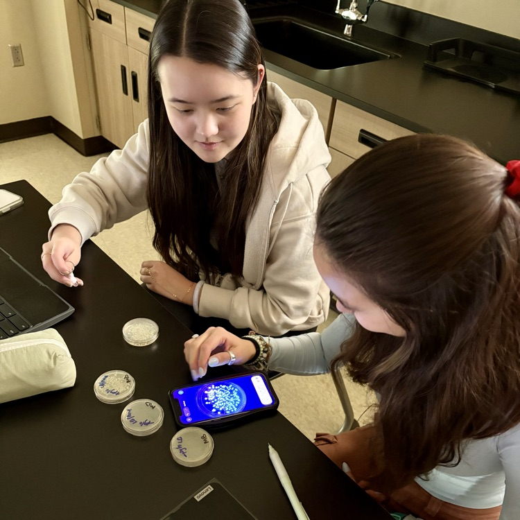 Our CMHS AP Bio students successfully transformed E. coli bacteria by introducing GFP (green fluorescent protein) from jellyfish—causing the bacteria to glow! 