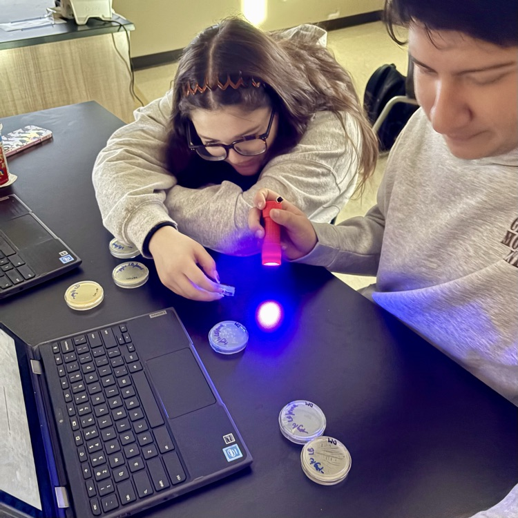 Our CMHS AP Bio students successfully transformed E. coli bacteria by introducing GFP (green fluorescent protein) from jellyfish—causing the bacteria to glow! 