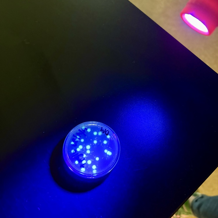 Our CMHS AP Bio students successfully transformed E. coli bacteria by introducing GFP (green fluorescent protein) from jellyfish—causing the bacteria to glow! 