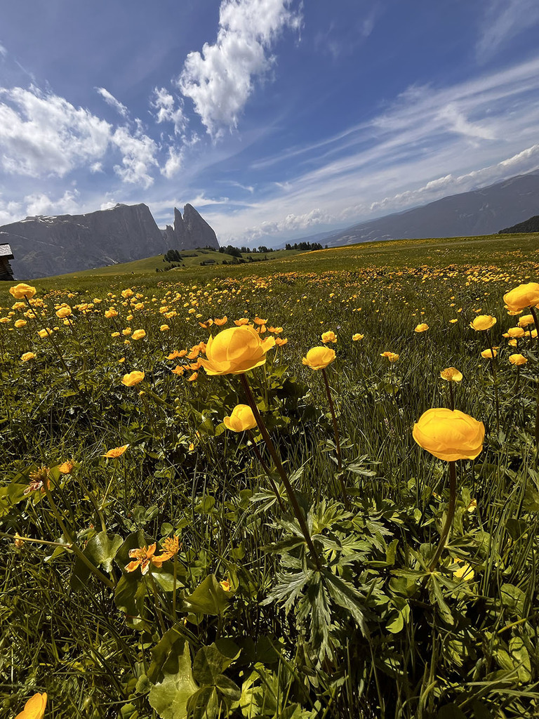 Dolomites by Koda Nicholas