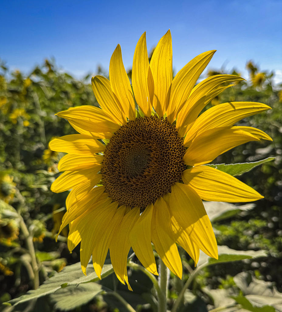 Sunny Flower by Bela Curtis