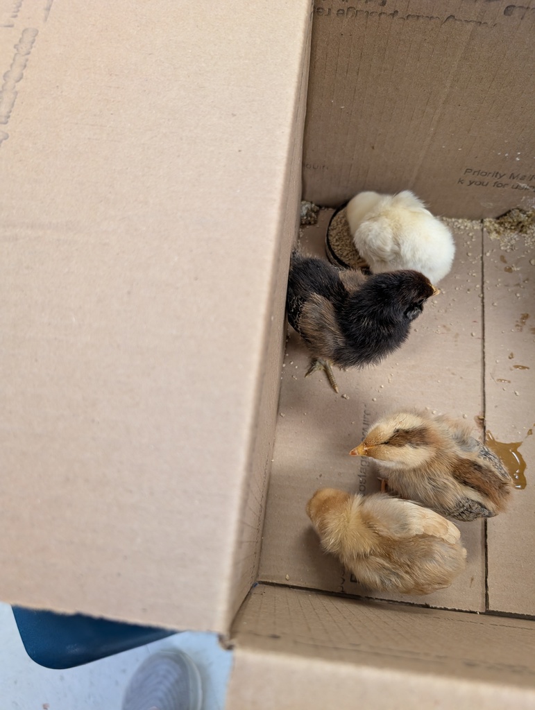 Chicks