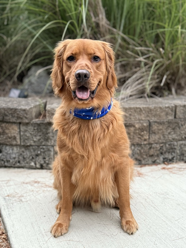 Brutus