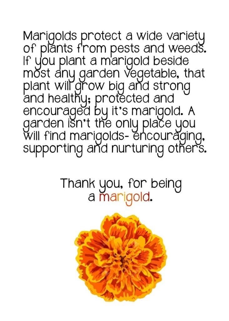 🌼