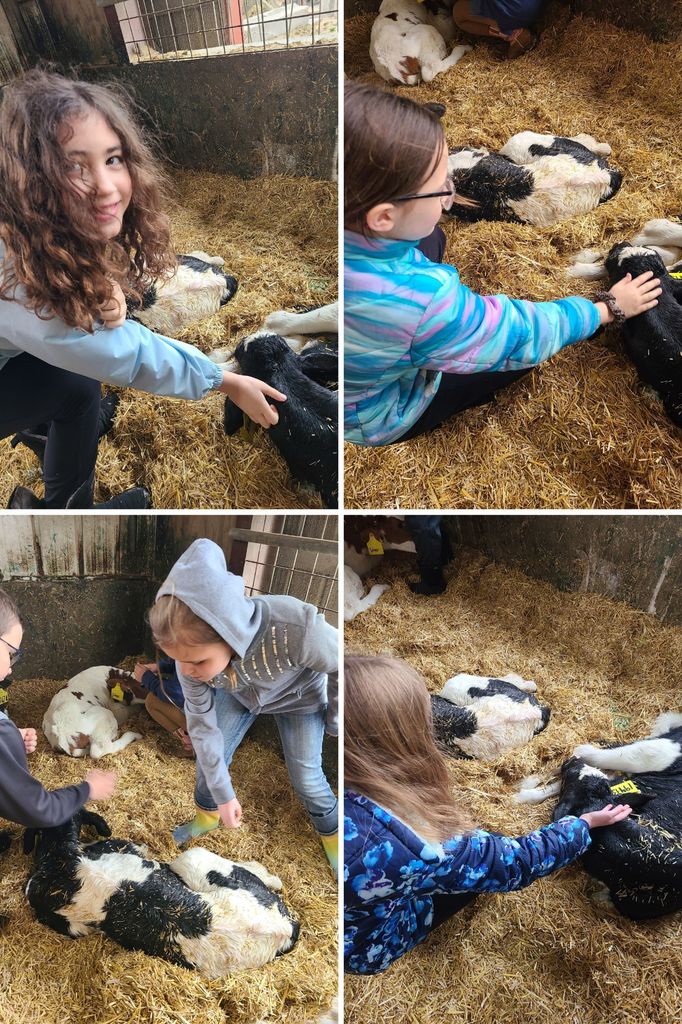 petting cows