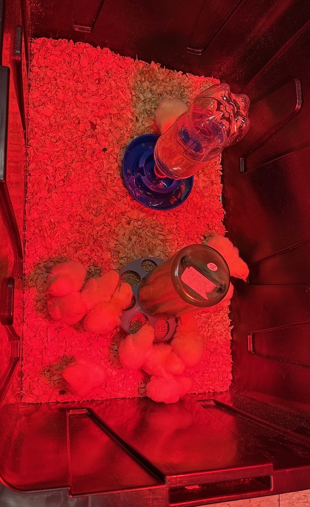 FFA Chicks