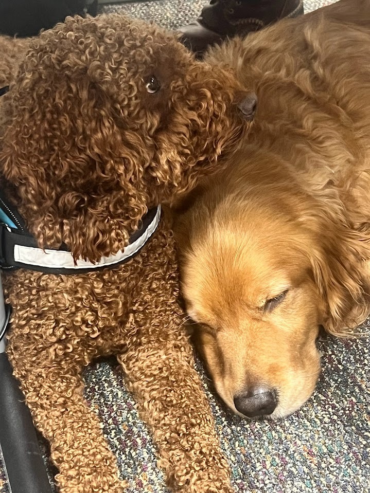 Therapy Dogs: Meet Murphy & Louie!