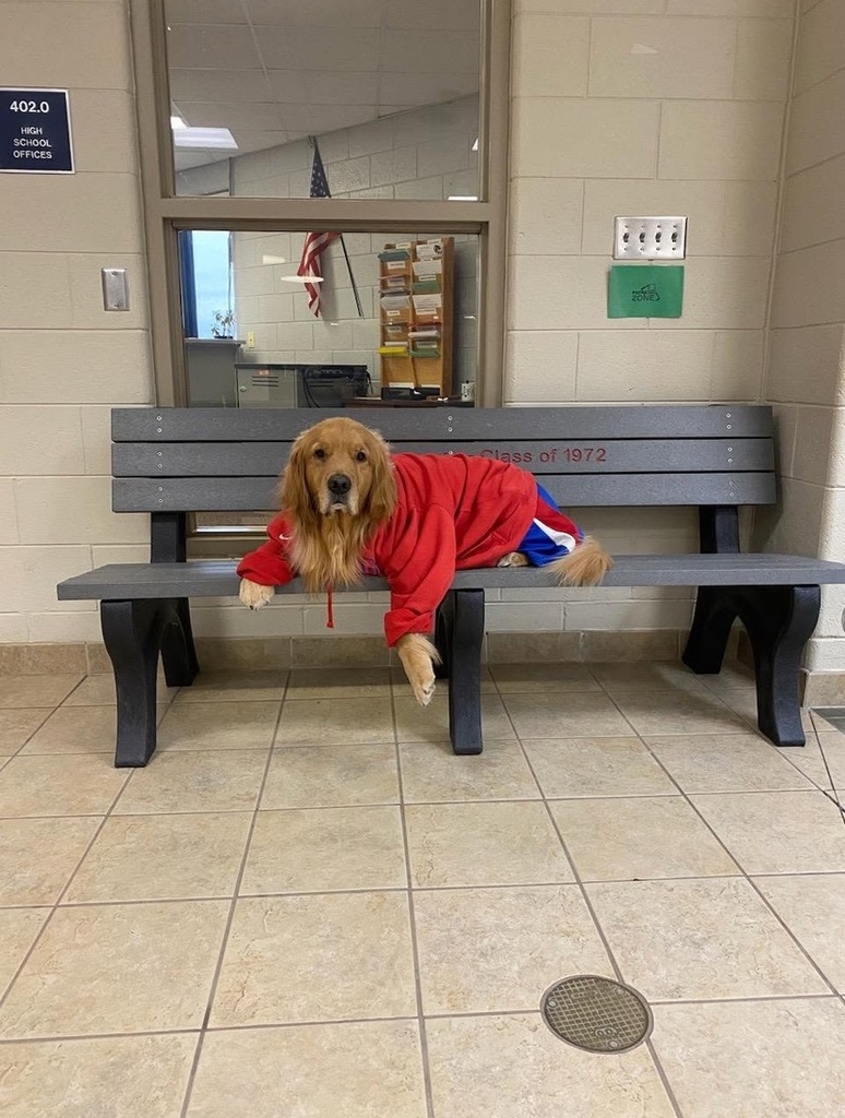 Therapy Dogs: Meet Murphy & Louie!