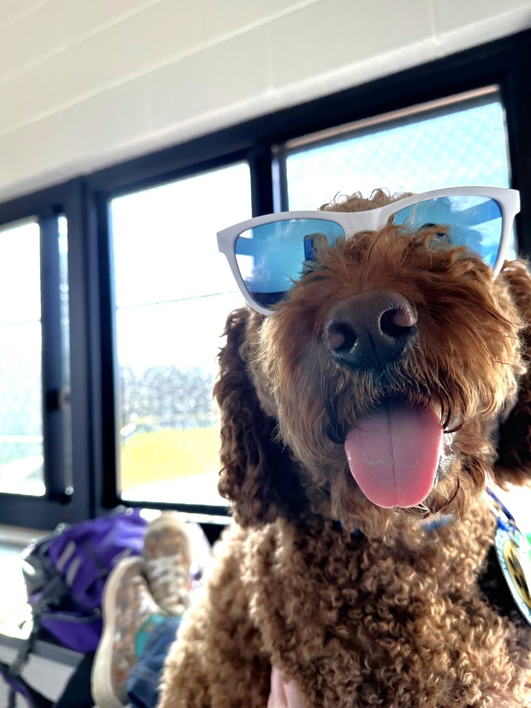 Therapy Dogs: Meet Murphy & Louie!