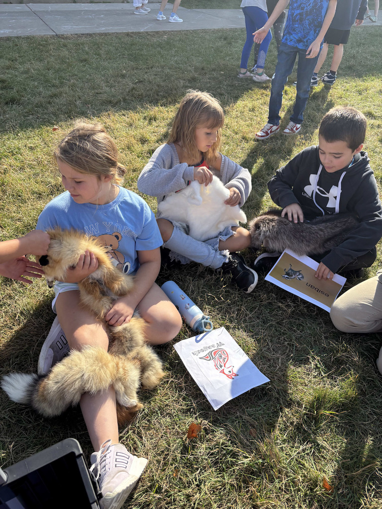 Fox and rabbit pelts