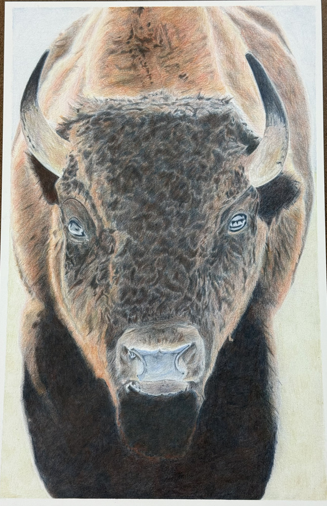 Katy Elliott - "Bison Vitality"