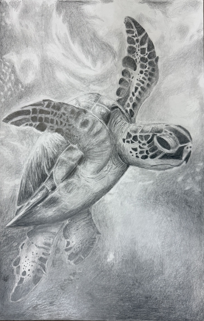 Zoey Cosby - "The Green Sea Turtle"