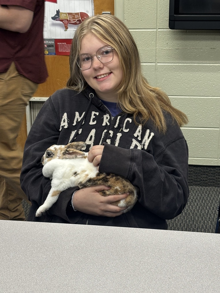 rabbit