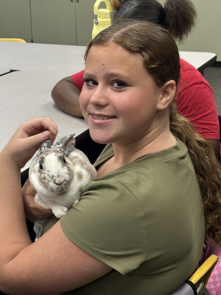 rabbit