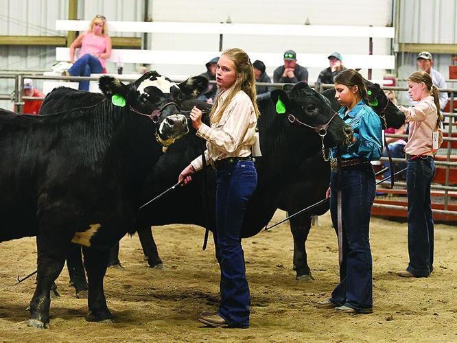 Teton County 4-H members, from left, Mesa Redland, Ariana Banner and Hayden Hodgskiss show their steers during the June 27 beef showmanship division.