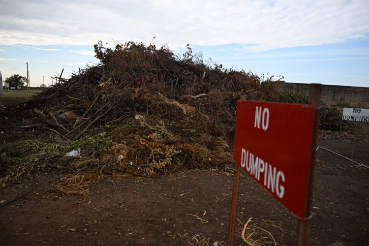 Large pile of tree limbs and yard debris stacked inside the Blaine Street drop-off area. A red sign in the foreground reads “NO DUMPING.” Another “NO DUMPING” sign is visible in the background.