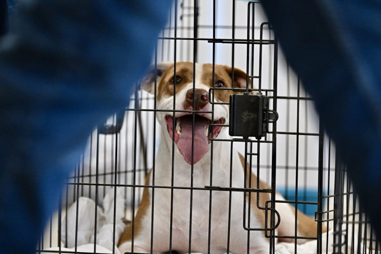 A brown and white dog sits inside a metal kennel, looking forward with its mouth open and tongue out. The photo is framed between two blurred blue shapes in the foreground.