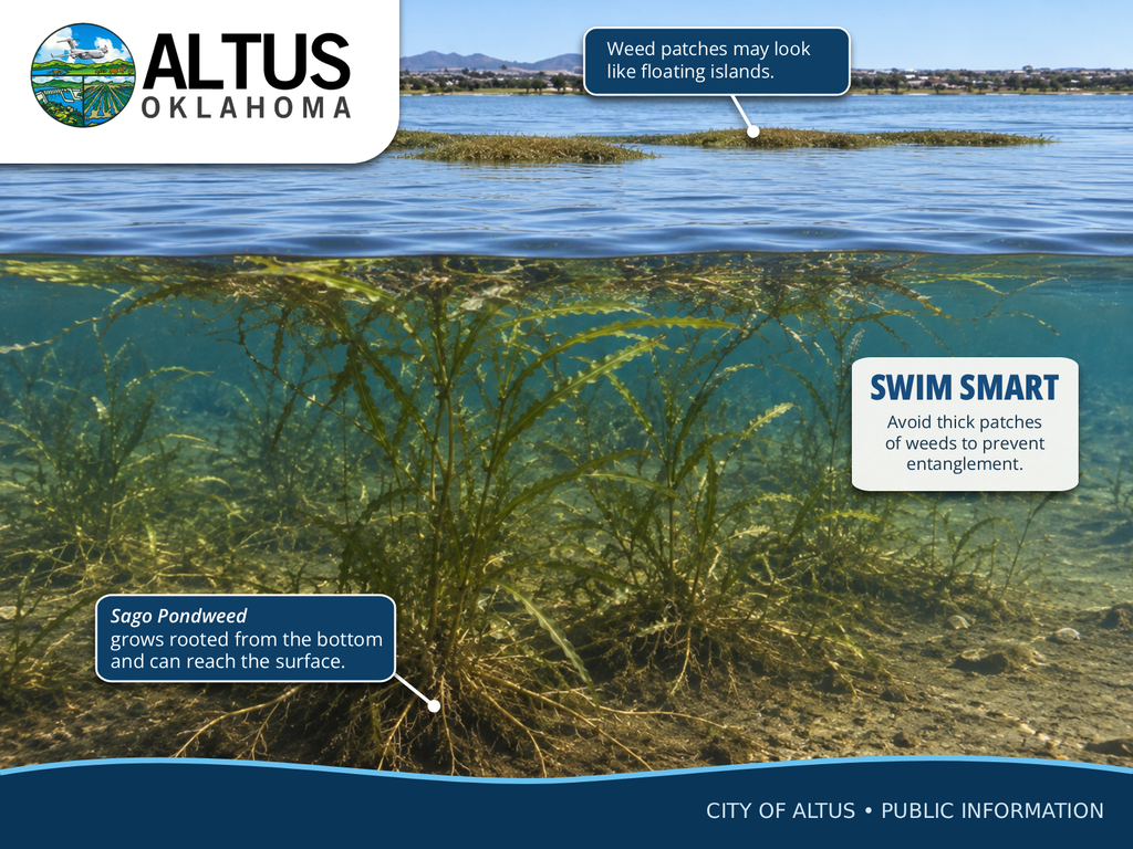 Sago Pondweed Graphic