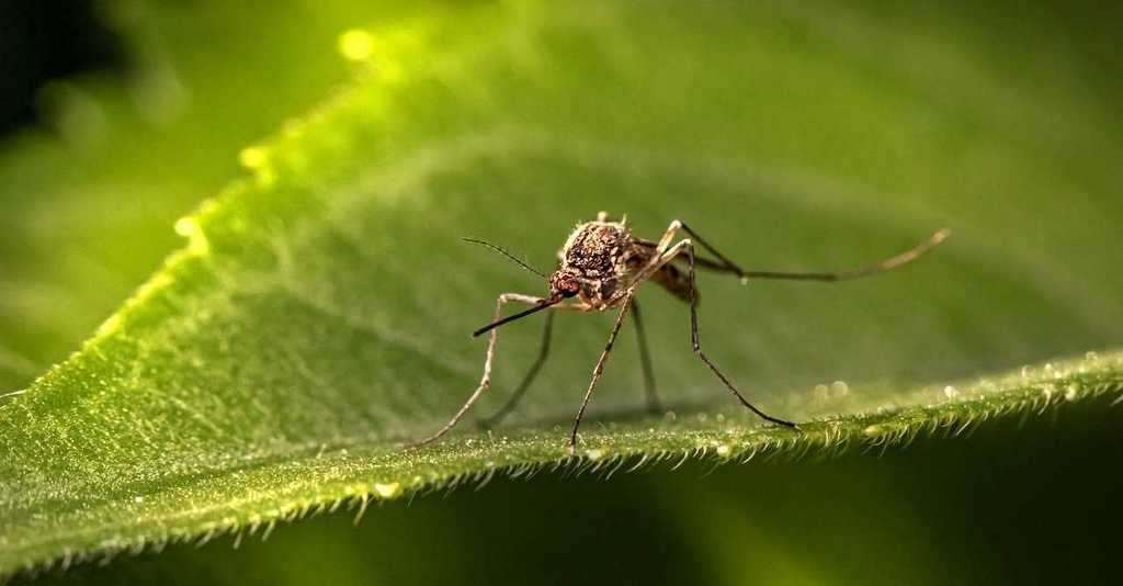 Mosquito control